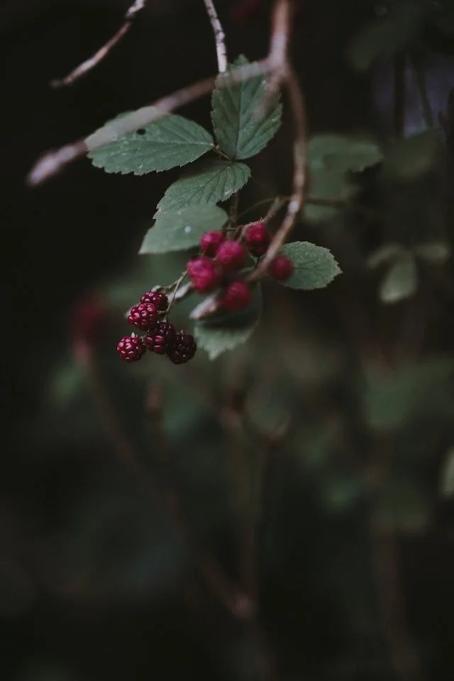 Ode to this Summer by Leslie Bustard