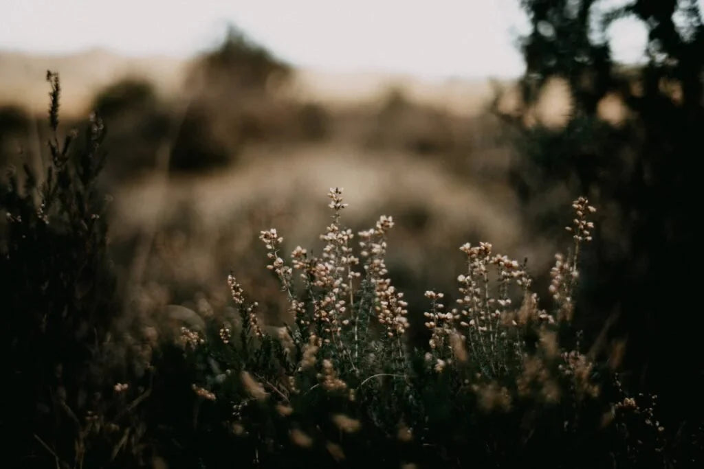 Dissipating Haze by Nicole Wells