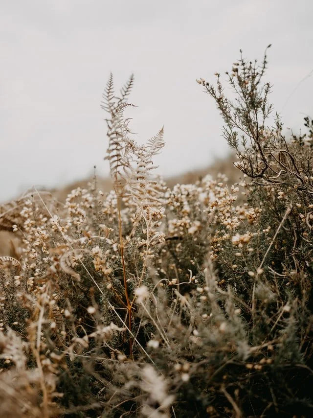 How To Fear God by Candace Echols