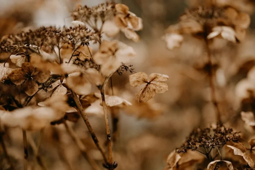 Seasons by Michelle Stankos