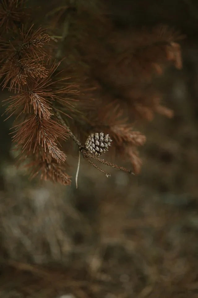 On the Whisper of a Wind by Sandy Brannan