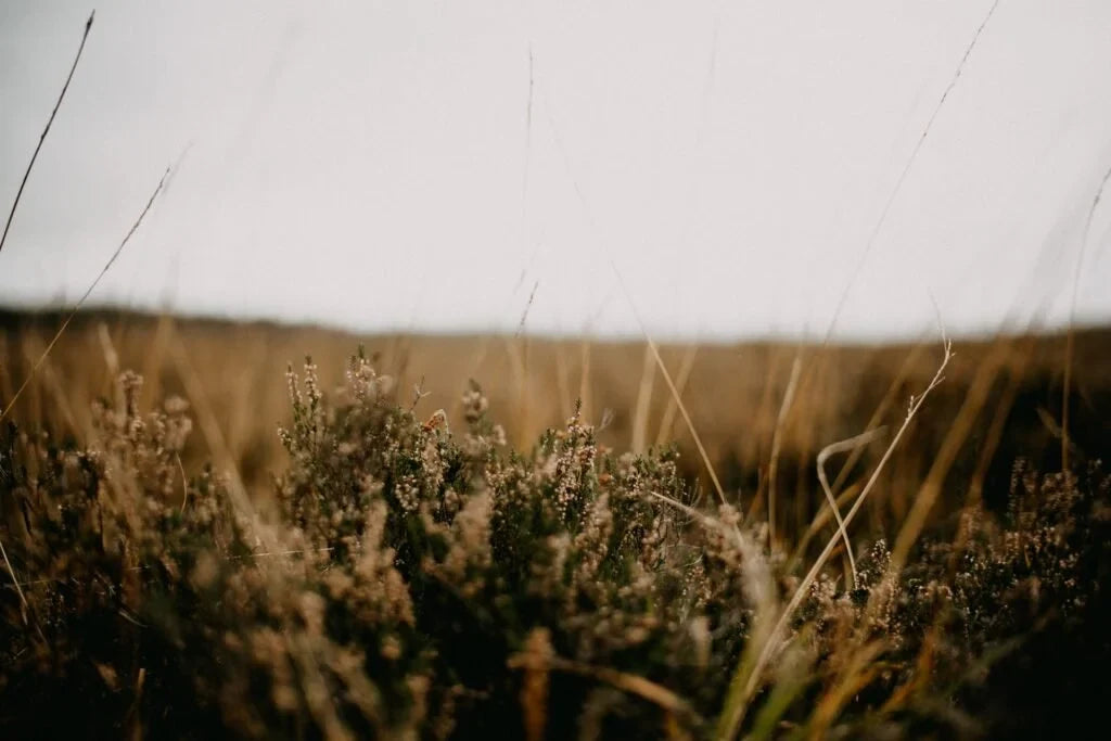 On Behalf of Growth by Sarah Tate