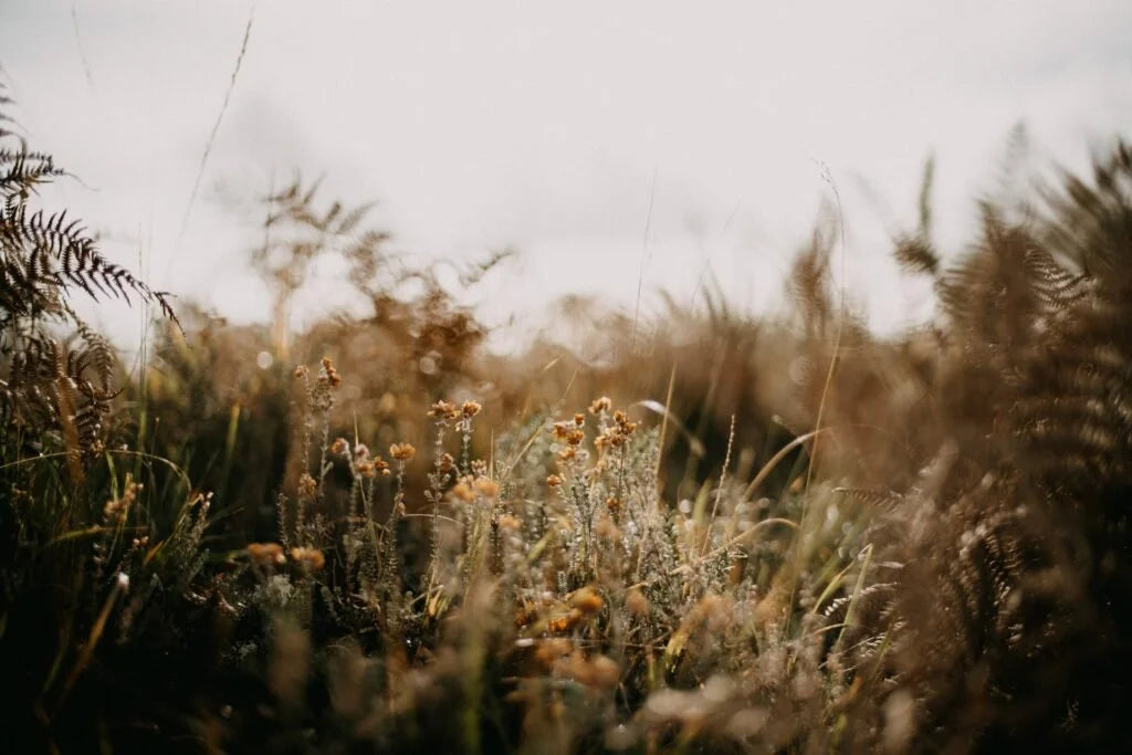 From Defensive Fear to Joyful Peace by Caitlin Deems