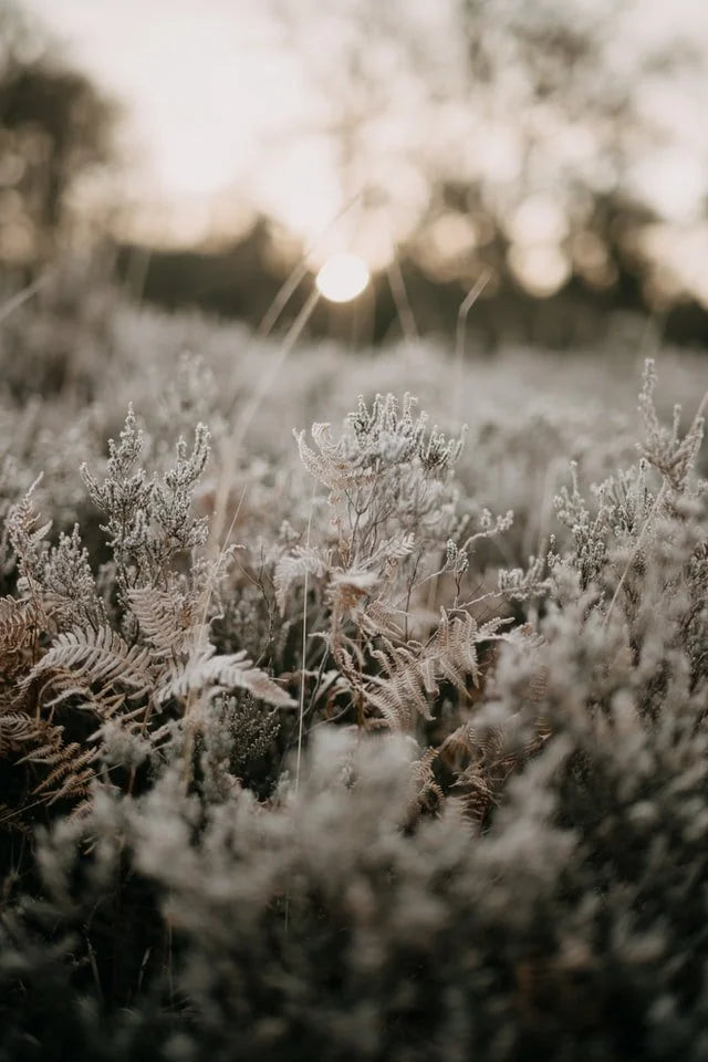 A Hidden Life by Leslie Bustard