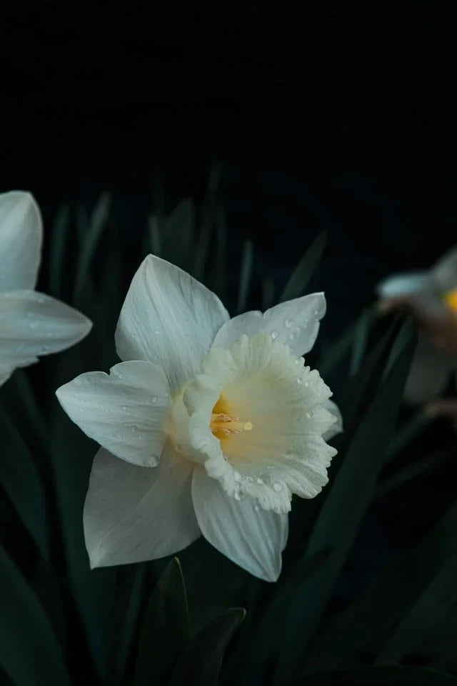 Daffodil by Megan Craig