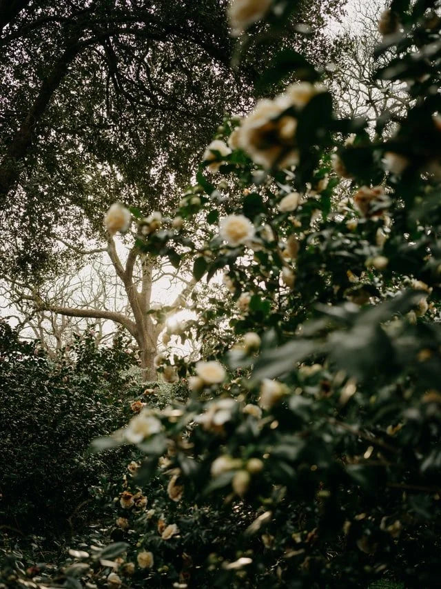 Heart of Gold by Jake Henson