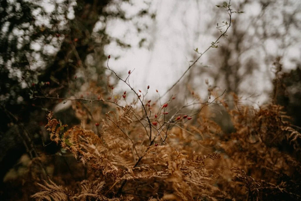 Love is Fall by Sarah Steele