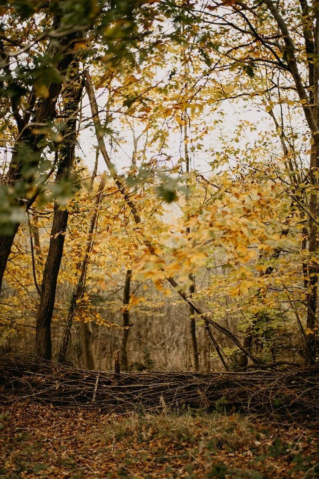 Cascading Leaves by Sandy Brannan