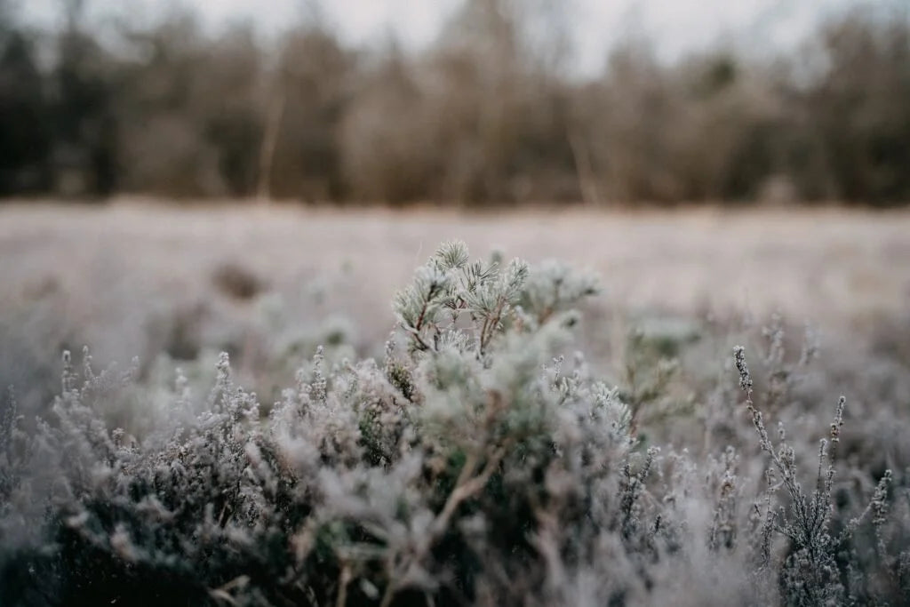 Even Then by Anna Cosper
