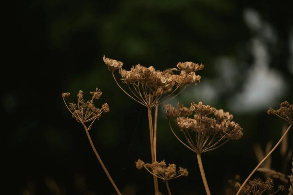 Five Haiku for an Ozark Spring by Ethan McGuire
