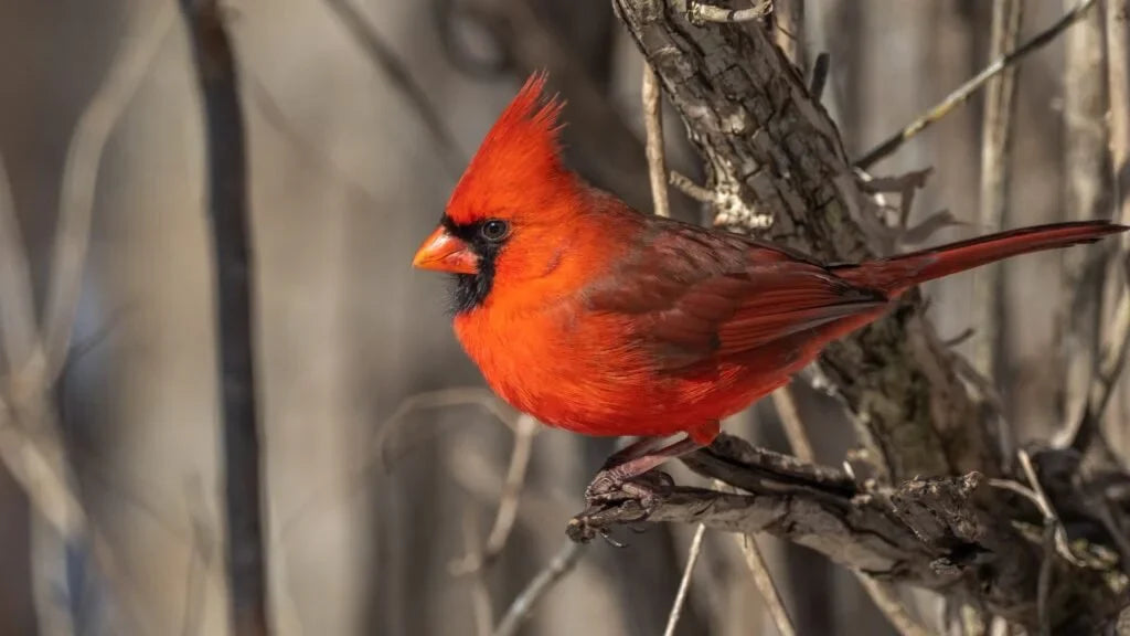 Cardinal View by Mary Anne Abdo