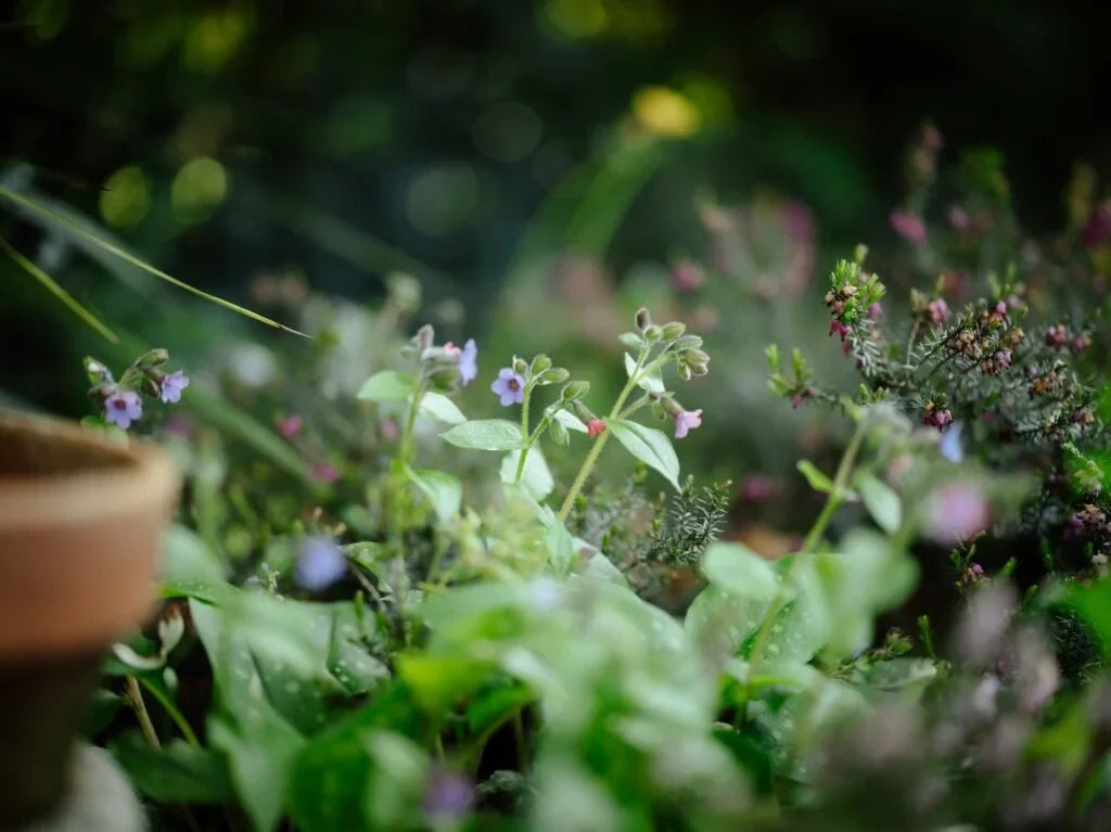 New Mercies for a Heavy Heart by Donna Bucher