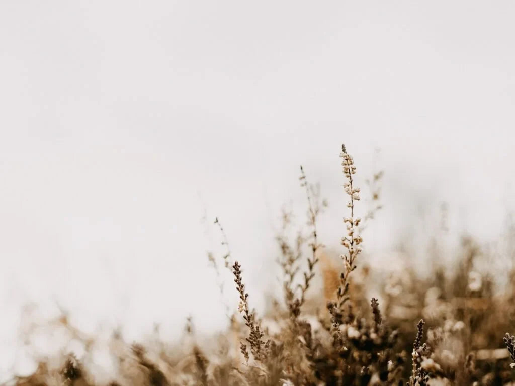 Longing for The Lord by Lisel Soria