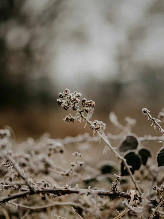 A Winter of Discontent by Kat Merrigan