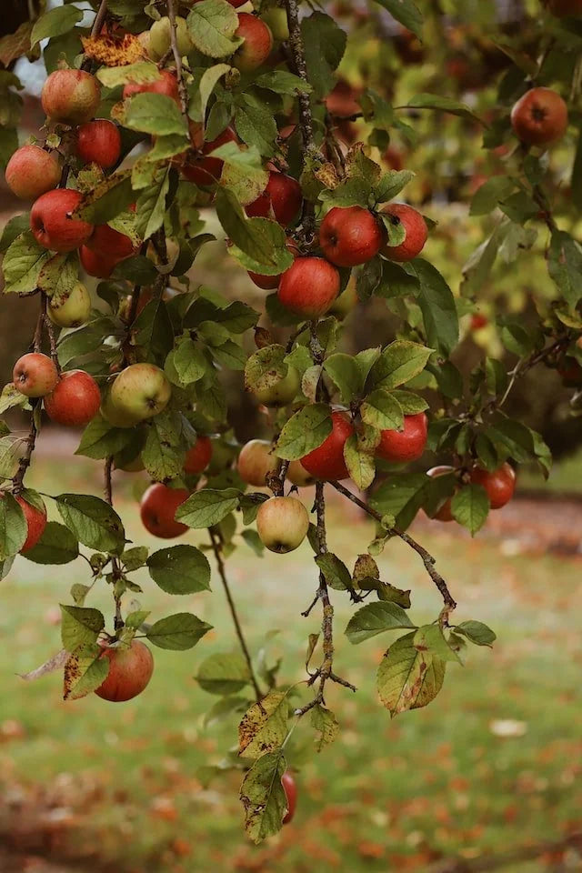 Apple Picking by Shana Buchard