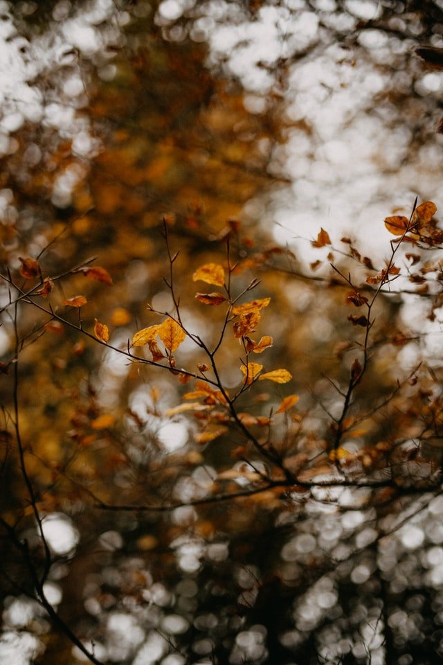Adoration Through Thanksgiving by Donna Bucher