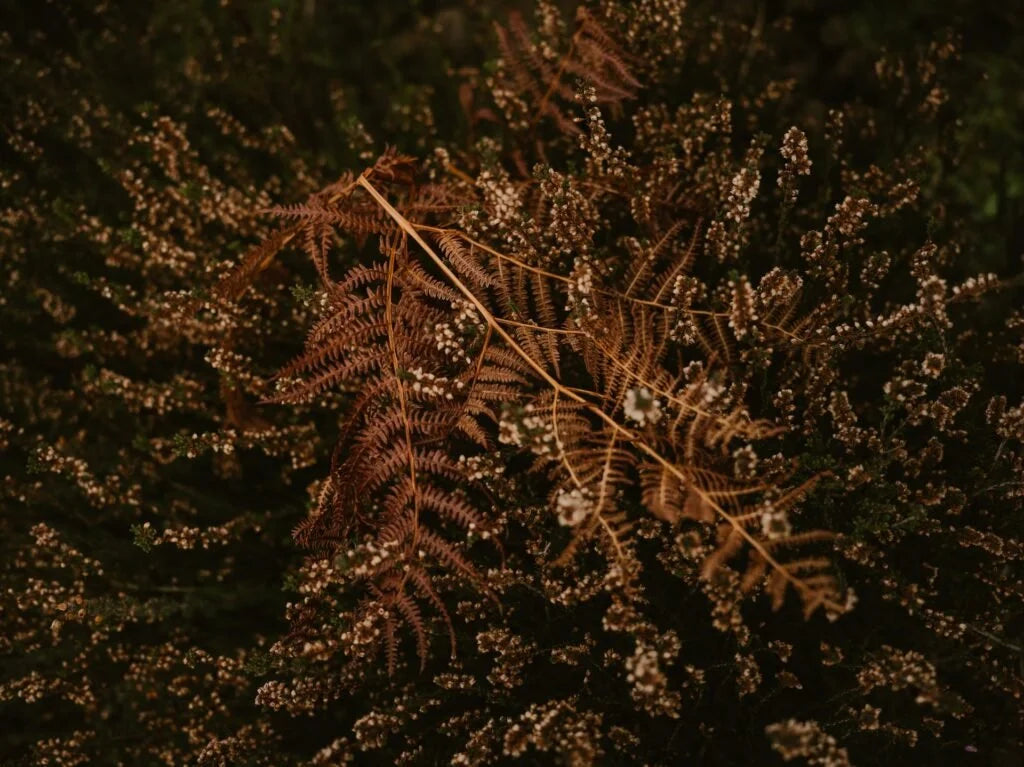 Autumn Hues by Anna Rose Corell