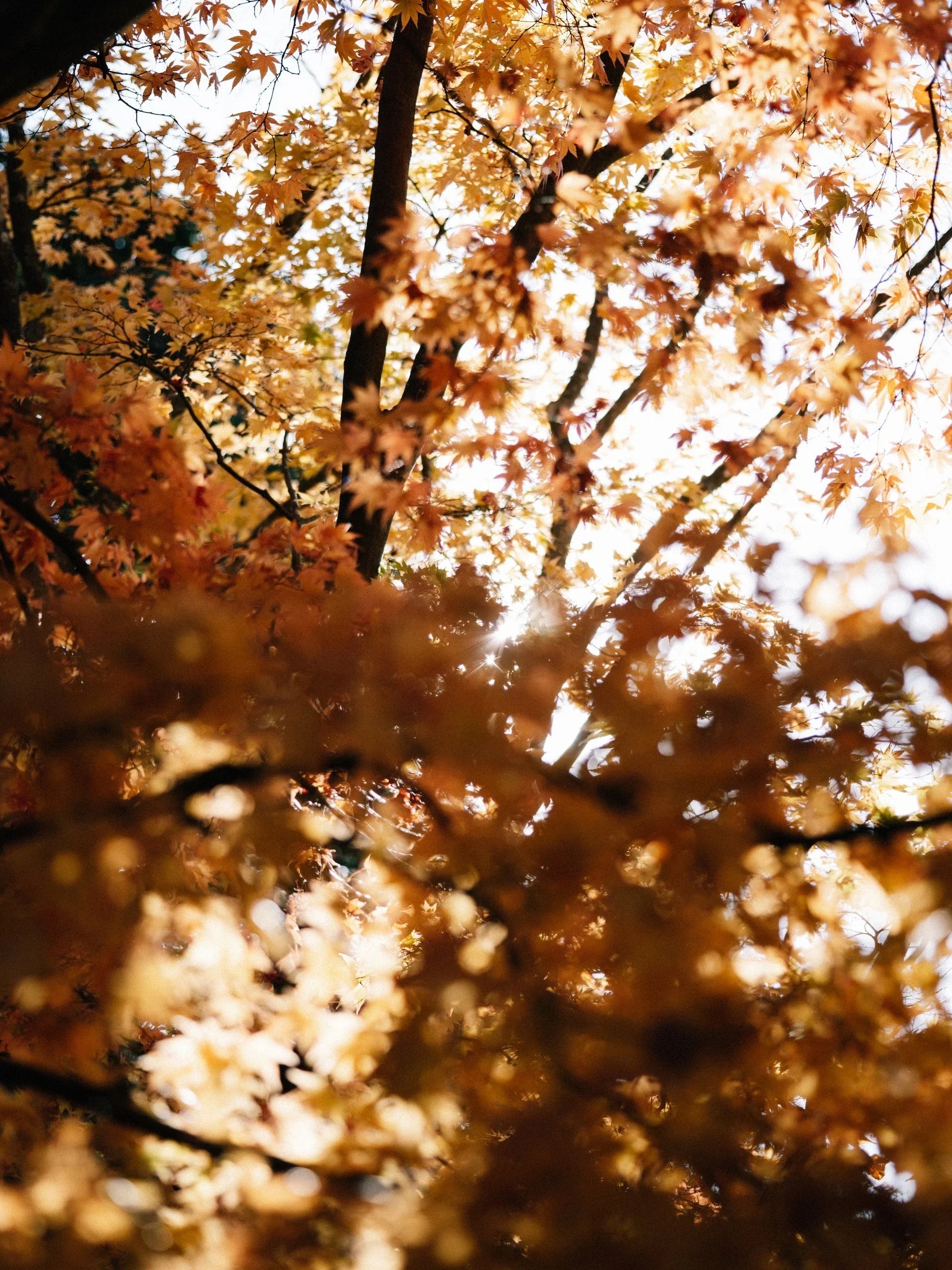 Autumn Artistry by Joshua T. Baylis