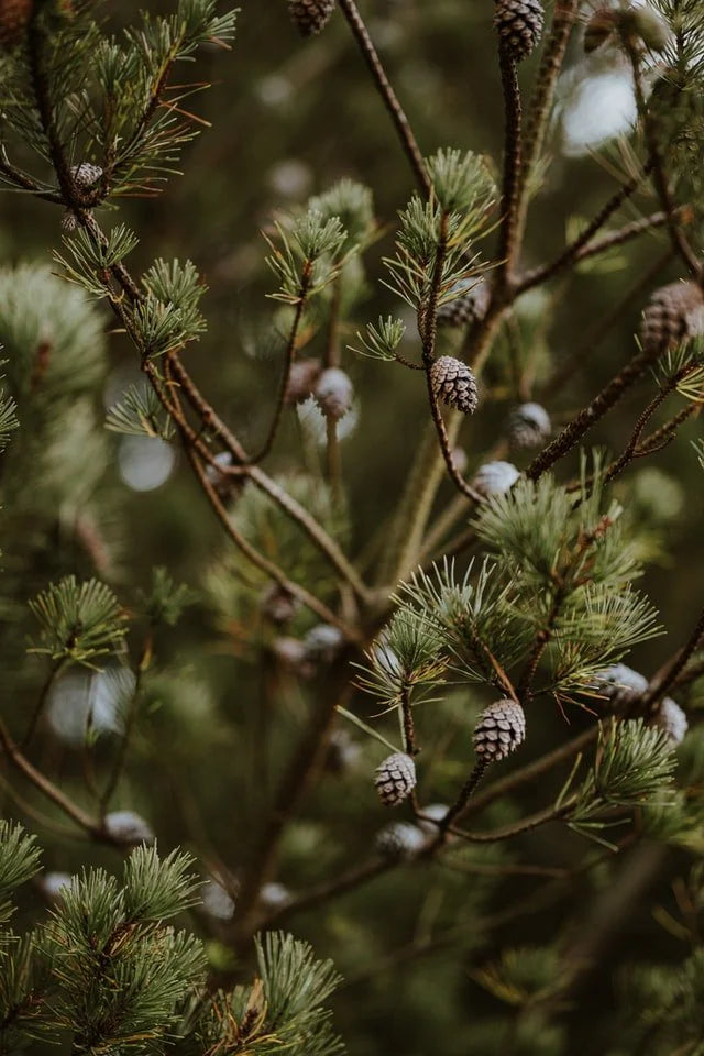 Happiness Doubled by Wonder by Emily Boulter