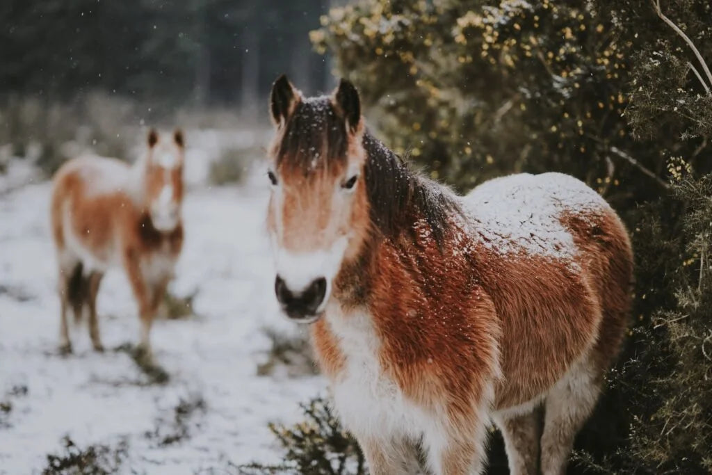 A Morning Snow by Elly Shelburne
