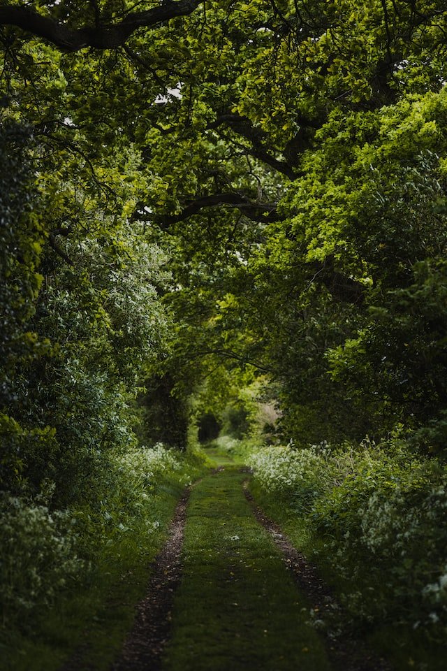 For the Woman Living in the Park I Jog Past by Ashlee Spear