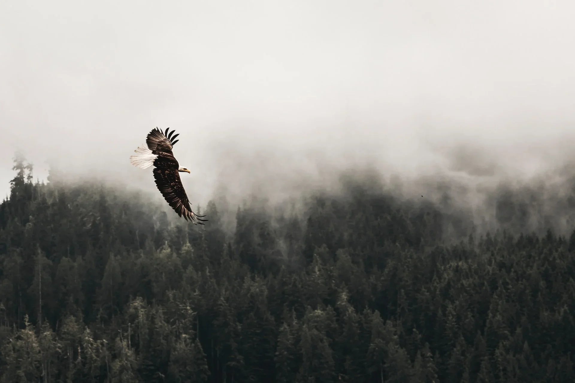 Borne on Eagle’s Wings by Elder Gideon