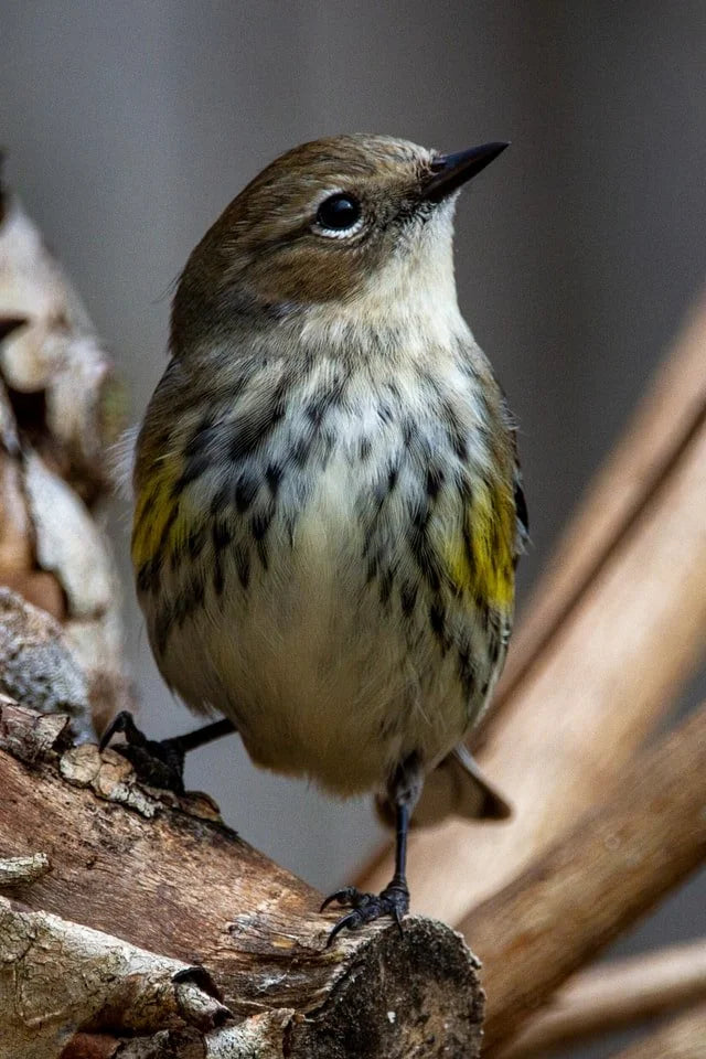 Gratitude is The Little Bird