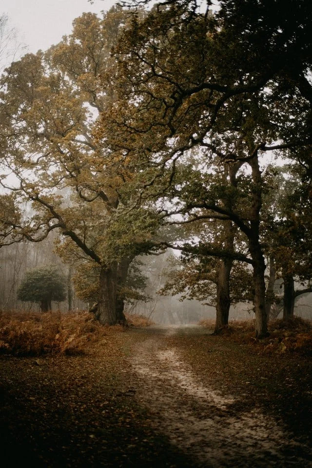 Joy and Grief by Sarah L. Frantz